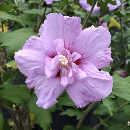 Hibiscus syriacus Lavender Chiffon arbusto con fiori doppi lilla in giardino estivo