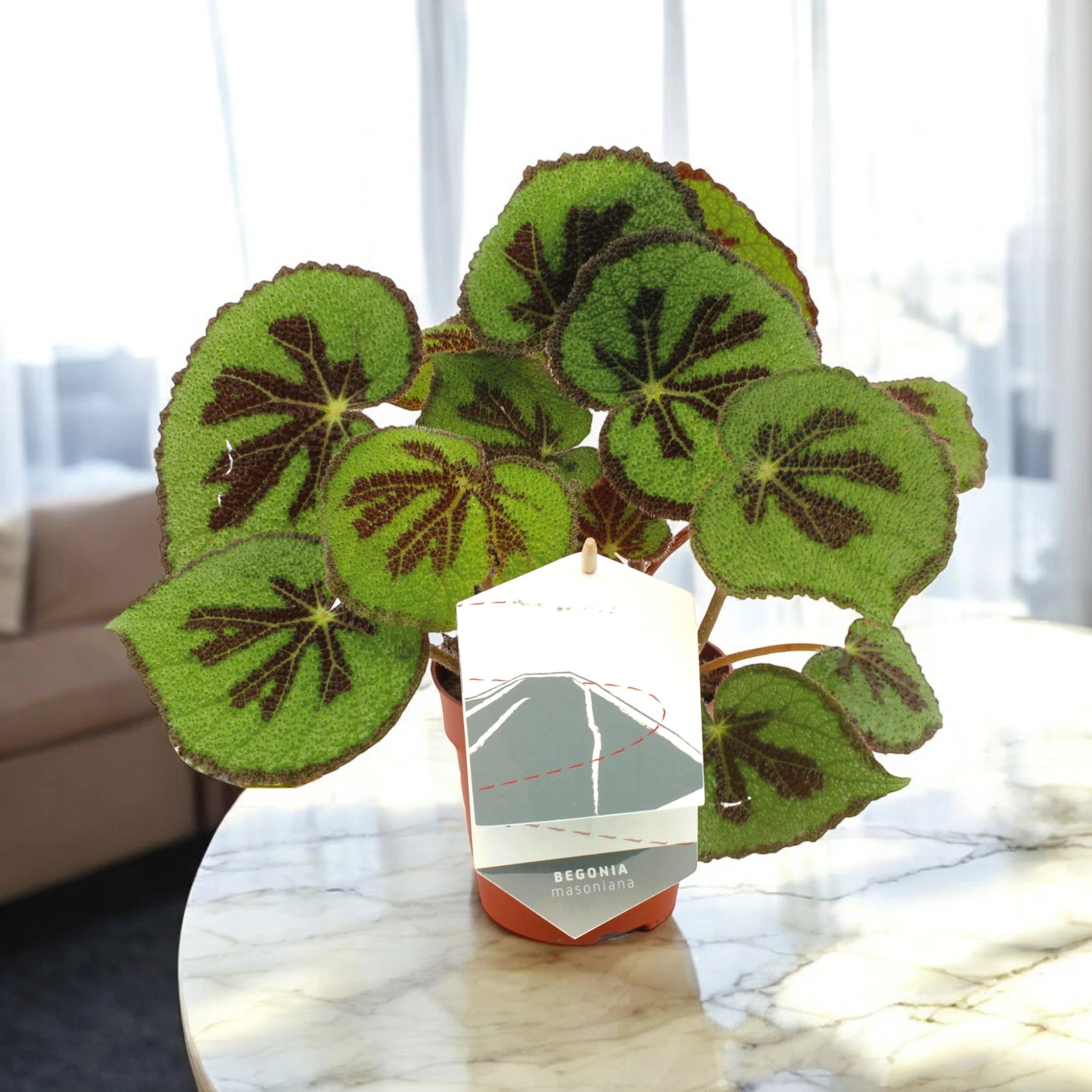 Begonia masoniana