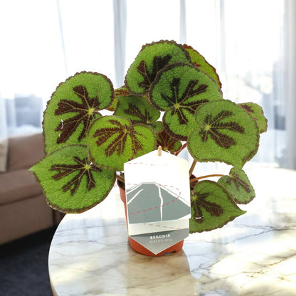 Begonia masoniana