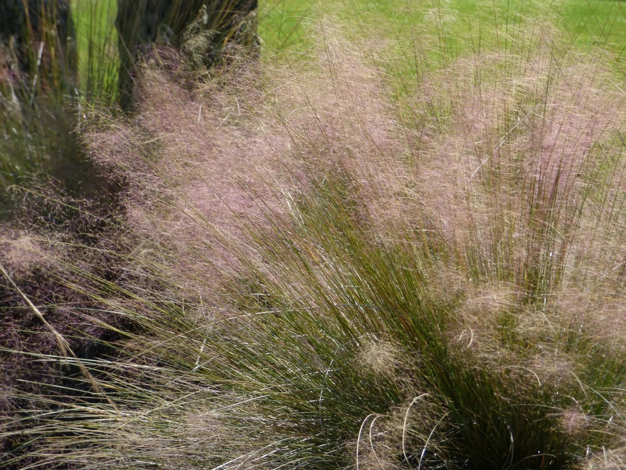 Massa di Muhlenbergia capillaris in giardino naturalistico