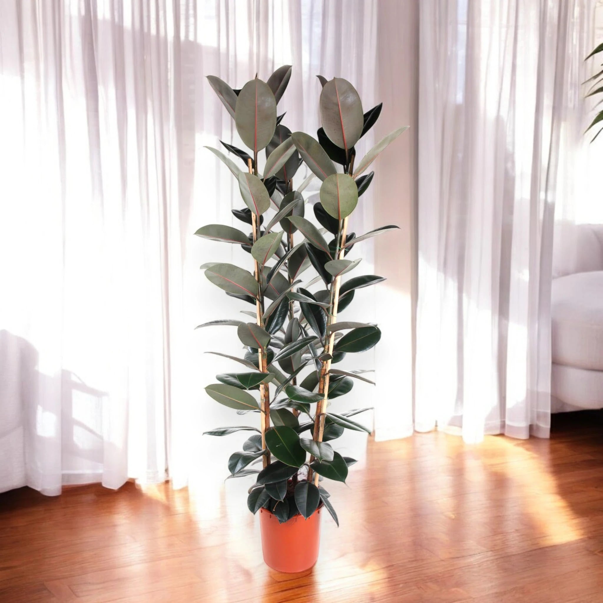 Ficus elastica 'Abidjan'