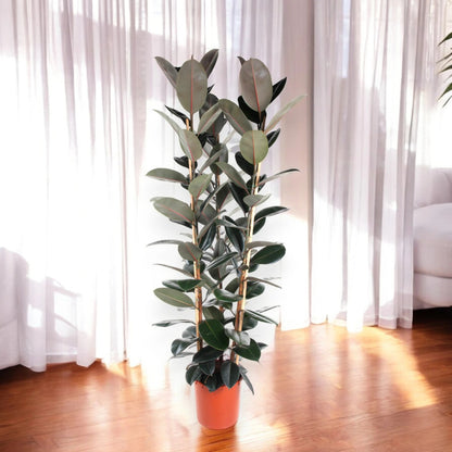 Ficus elastica 'Abidjan'
