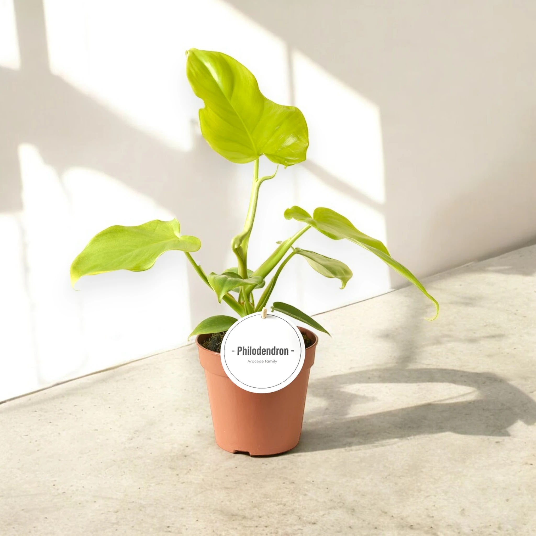 Philodendron 'Golden violin'