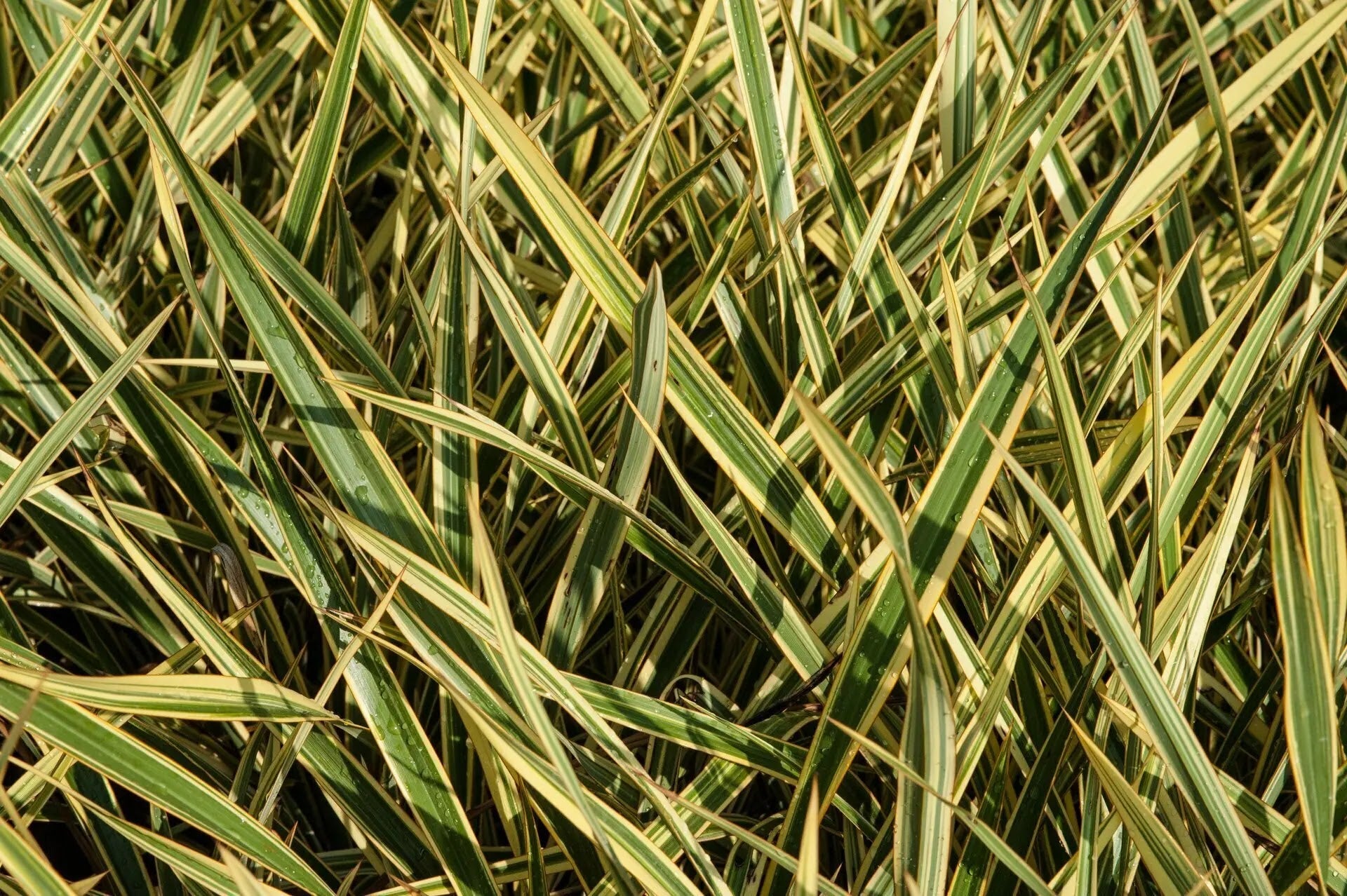 Phormium tenax