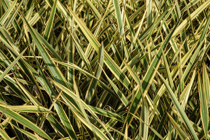 Phormium tenax