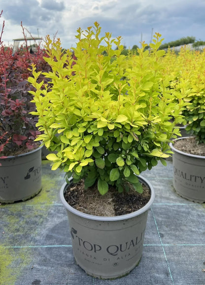 Dettaglio foglie arrotondate giallo oro lucide di Berberis Thunbergii Maria