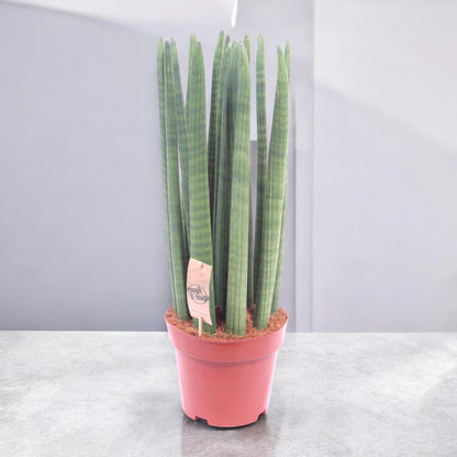 Sansevieria cylindrica 'Straight'