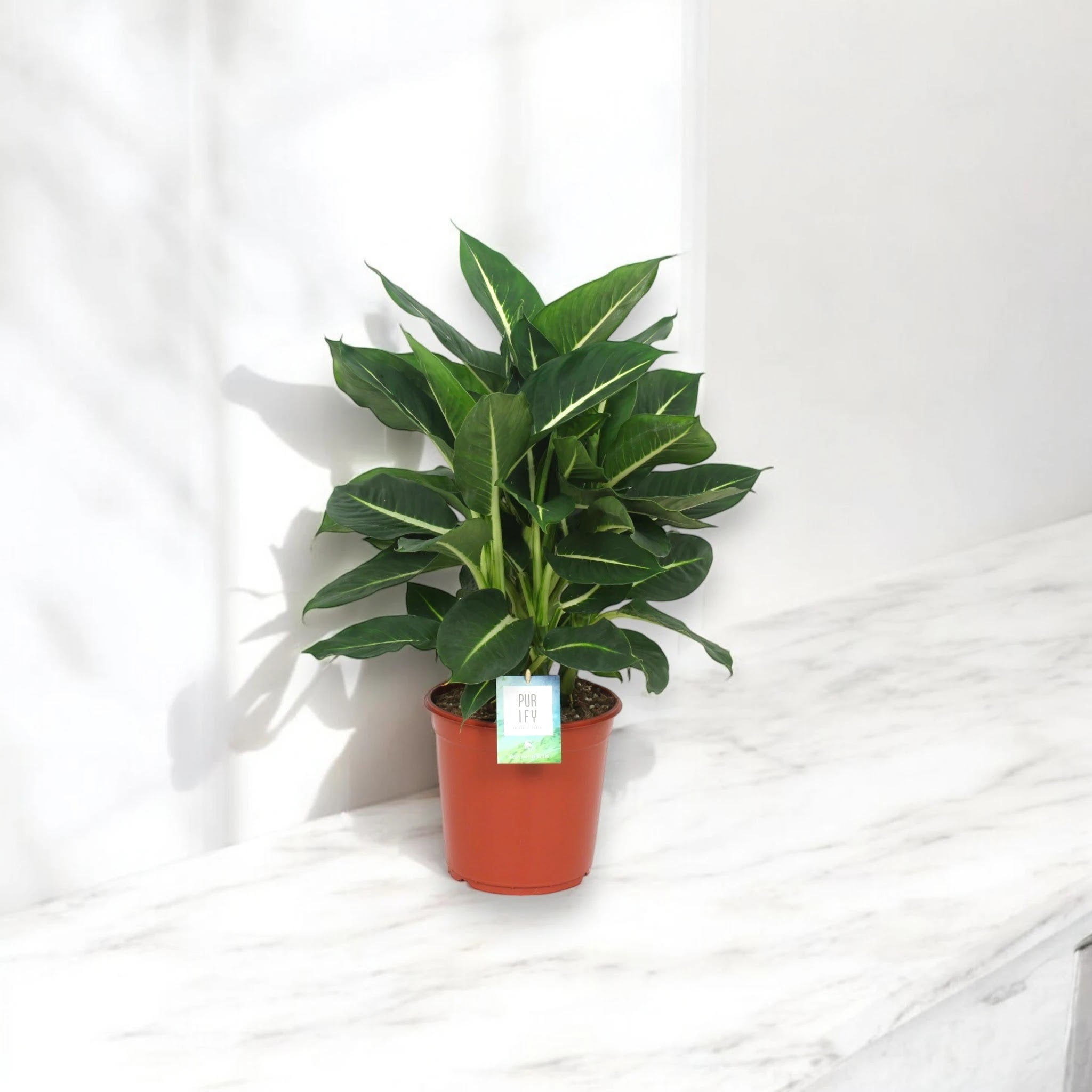 Dieffenbachia 'Green magic'