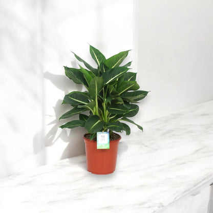 Dieffenbachia 'Green magic'