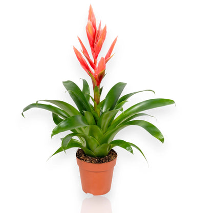 Tillandsia Ziva pianta dell'aria con foglie argentee sospesa in casa senza terra