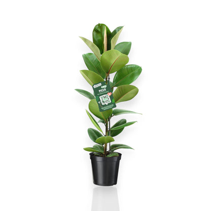 Ficus elastica Robusta pianta da interno con foglie verdi lucide in vaso decorativo