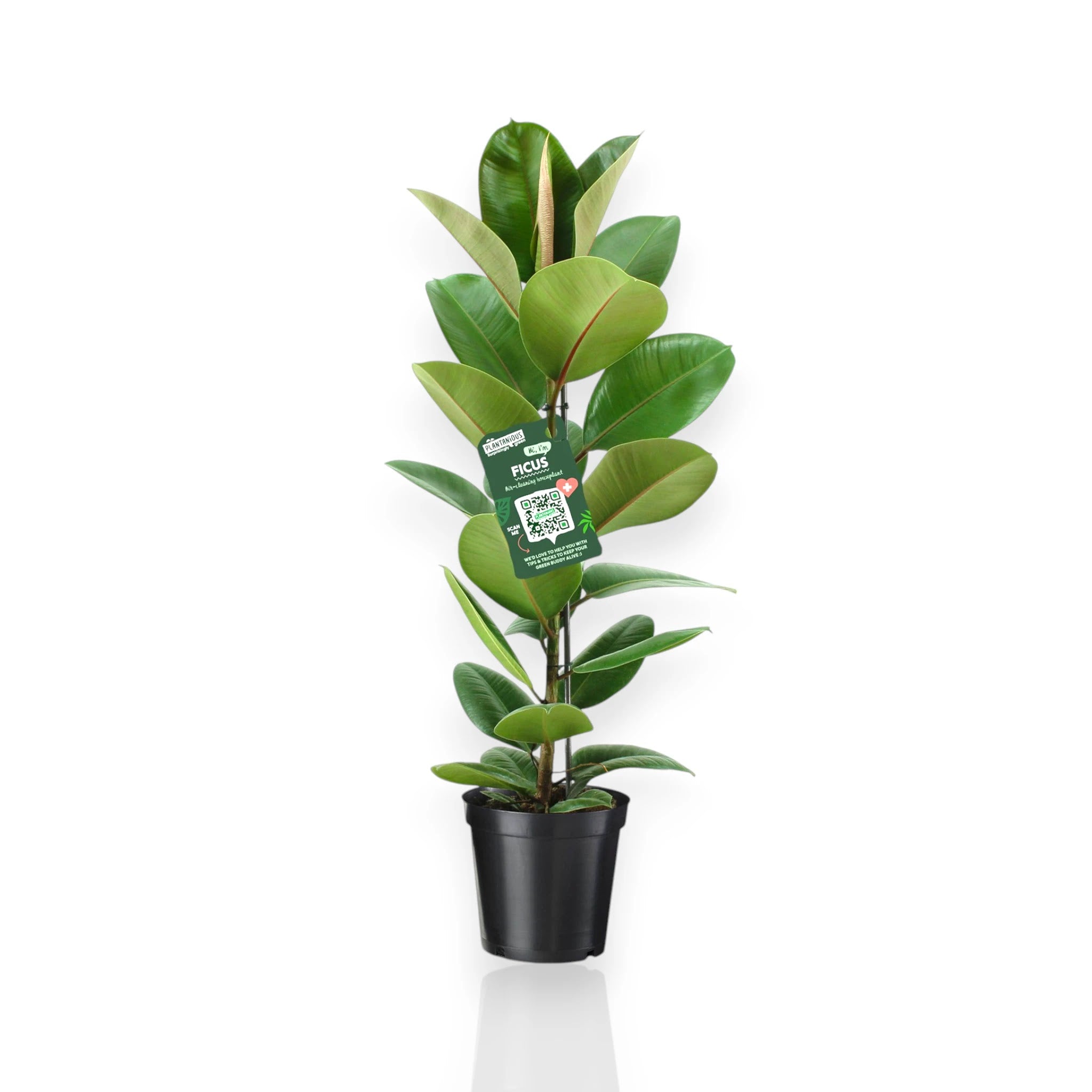 Ficus elastica Robusta pianta da interno con foglie verdi lucide in vaso decorativo
