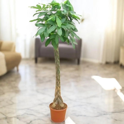 Pachira aquatica