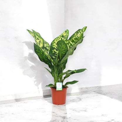 Dieffenbachia seguine 'Crown'