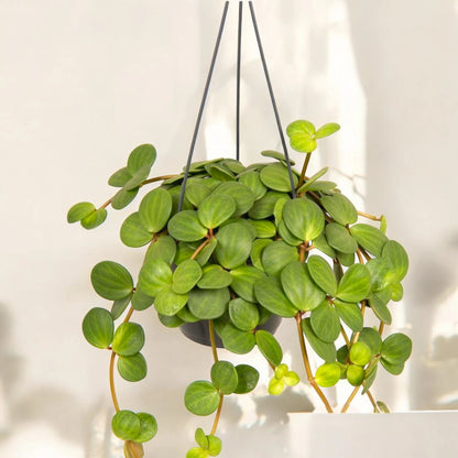 Peperomia tetraphylla 'Hope'