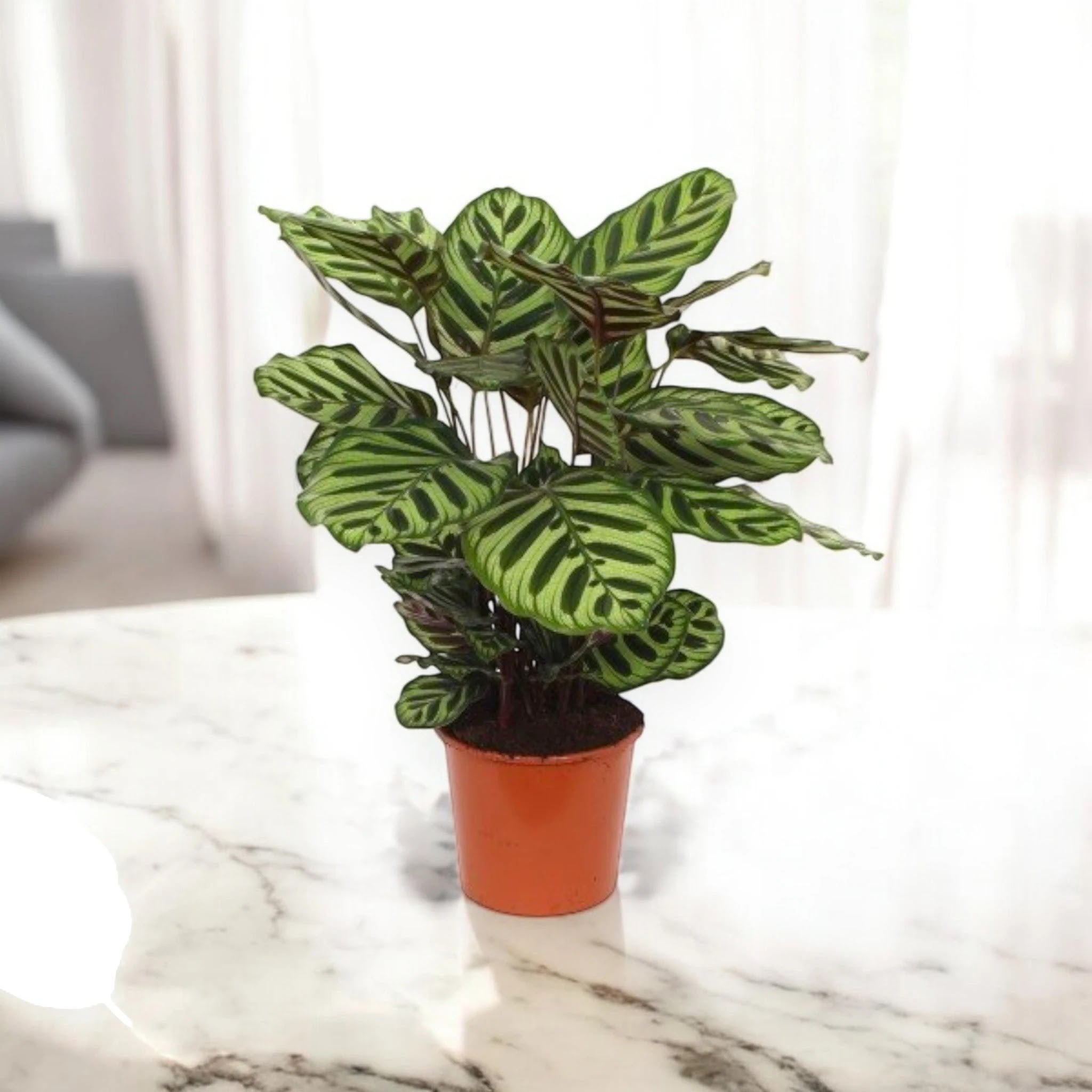 Dettaglio foglia Calathea makoyana con pattern geometrico verde e retro bordeaux