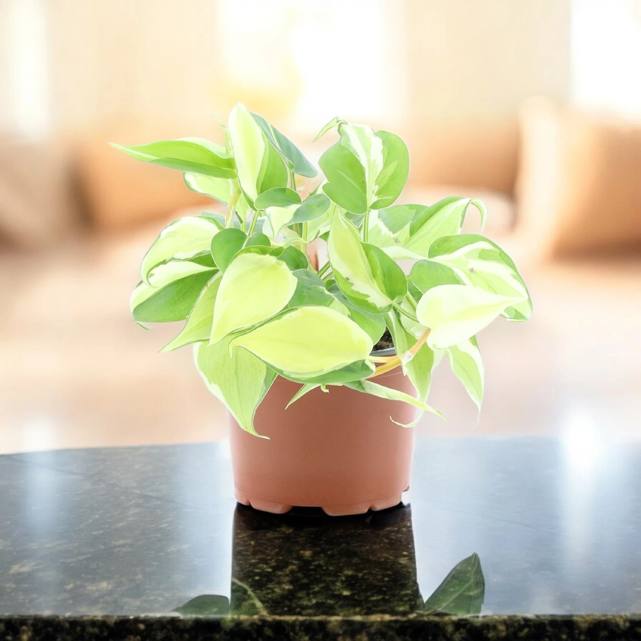 Philodendron scandens 'Rio'