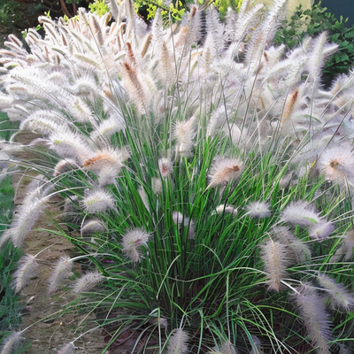 Pennisetum alopecuroides 'Cassian'