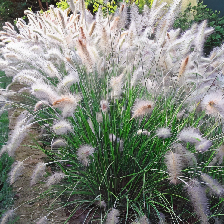 Pennisetum alopecuroides Cassian con cespo compatto di foglie verdi arcuate in giardino