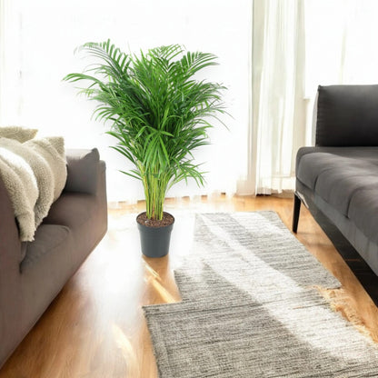 Areca - Dypsis lutescens