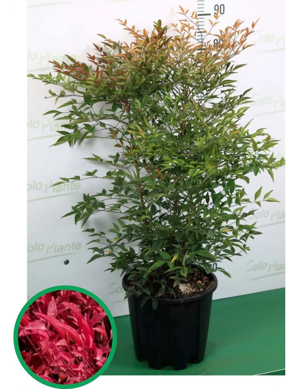 Nandina domestica arbusto sempreverde con fogliame rosso porpora e bacche rosse in giardino