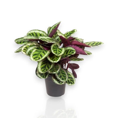 Calathea roseopicta 'Angela'