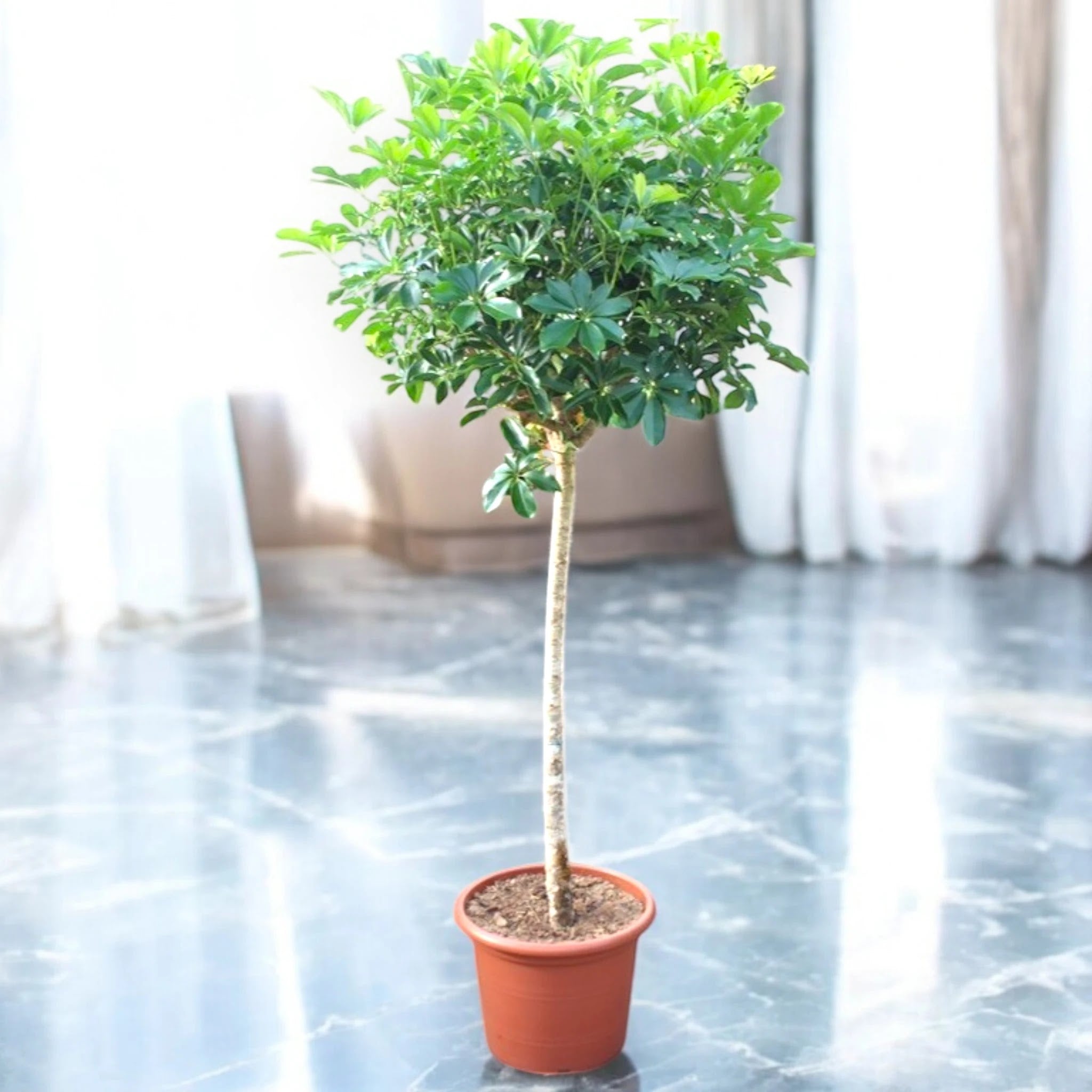 Schefflera arboricola 'Compacta'