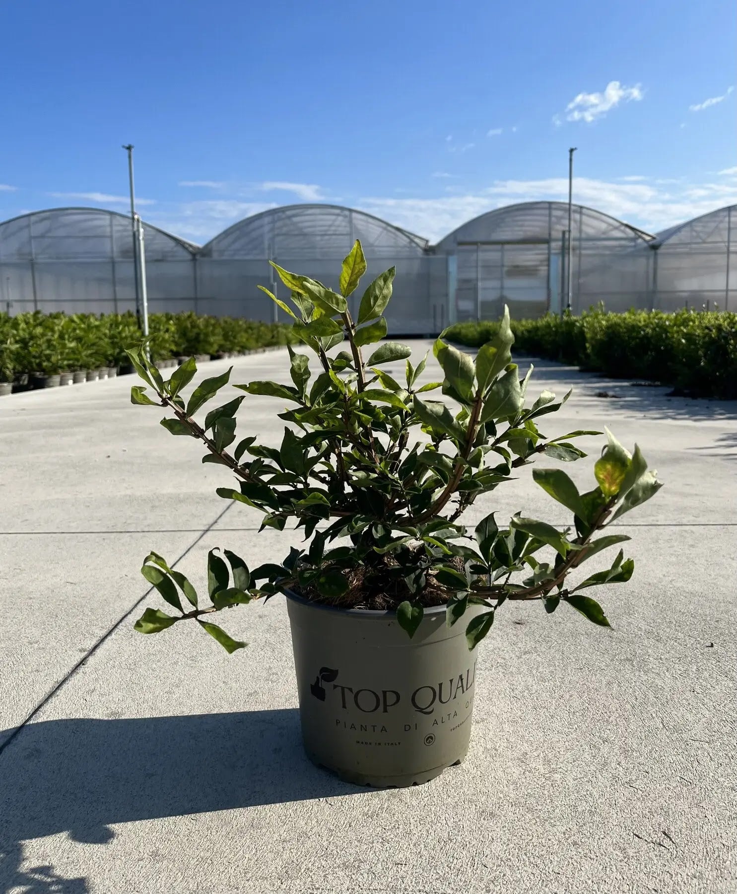 Dettaglio foglie rosso brillante autunnali e rami quadrangolari alati Euonymus alatus
