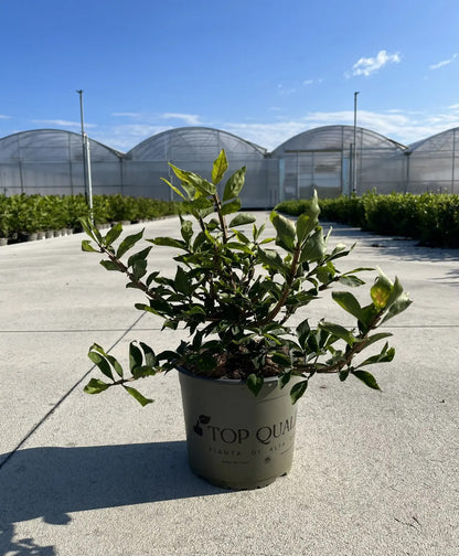 Dettaglio foglie rosso brillante autunnali e rami quadrangolari alati Euonymus alatus