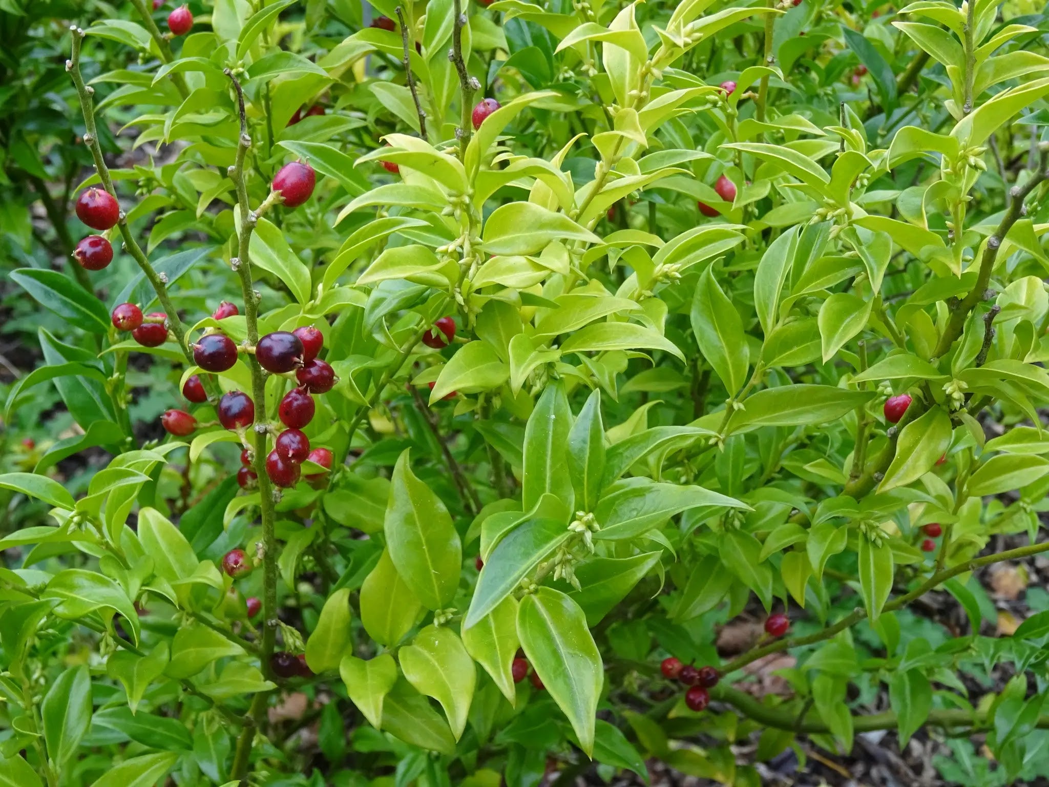 Sarcococca ruscifolia arbusto sempreverde con portamento espanso e rami ricurvi in giardino