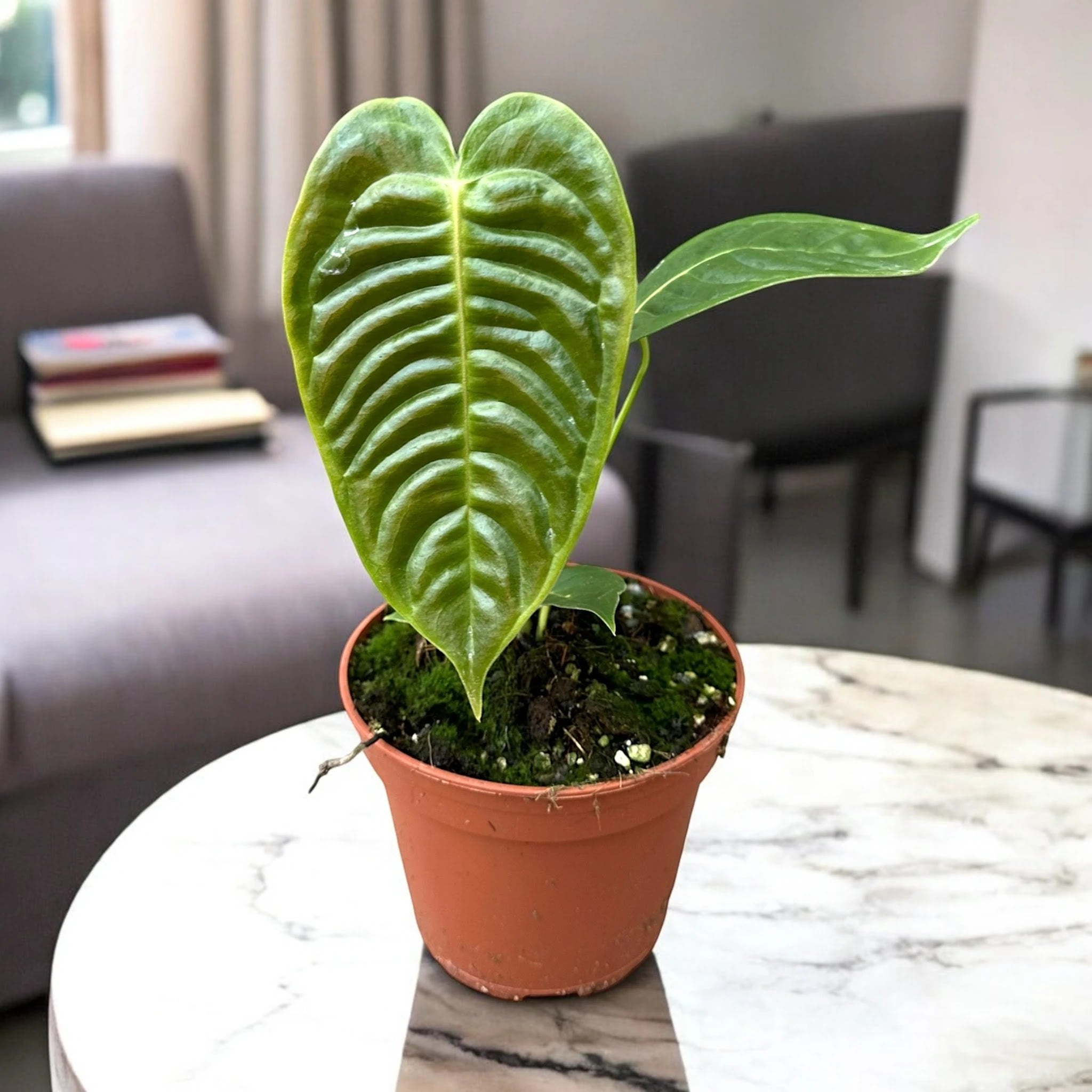 Anthurium veitchii