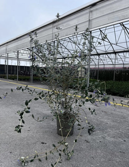 Teucrium fruticans