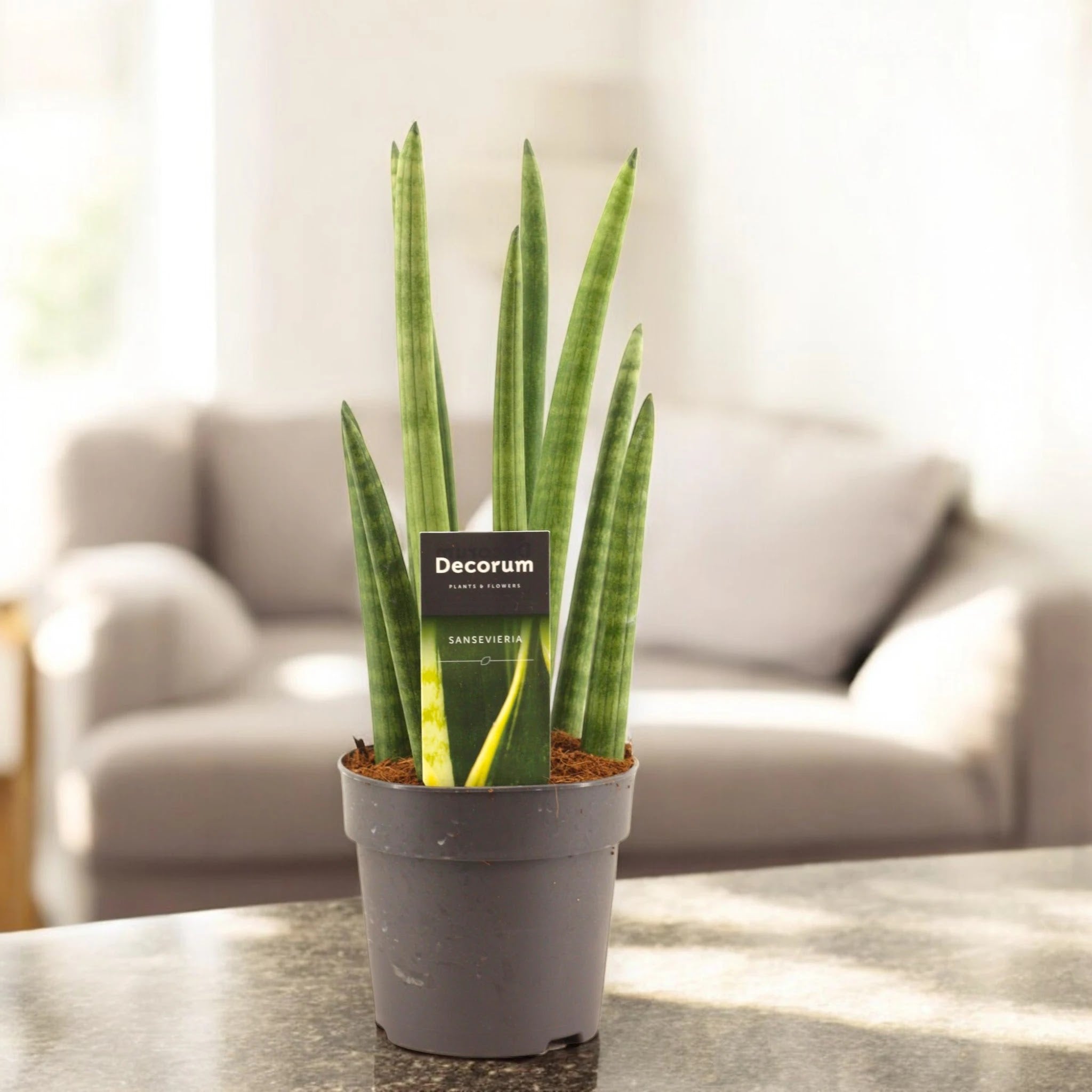 Sansevieria cylindrica 'Rocket'