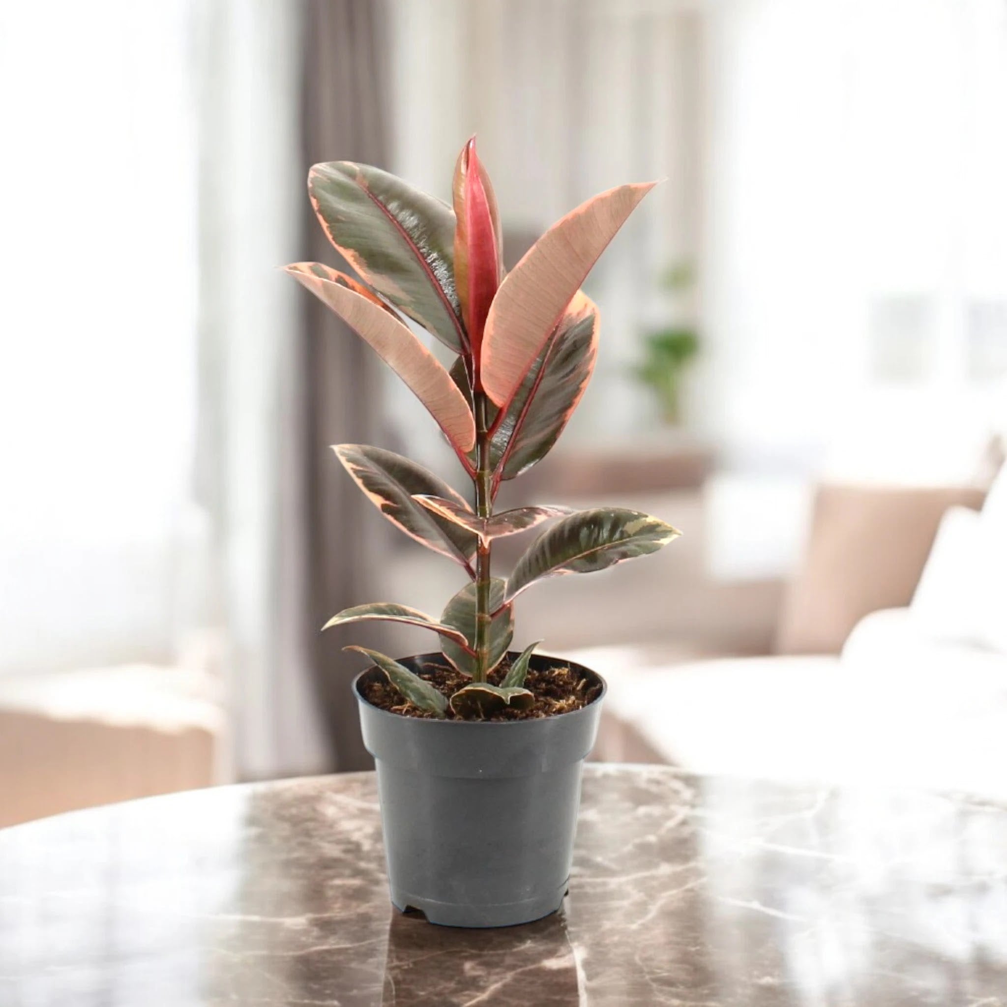 Ficus elastica 'Belize'