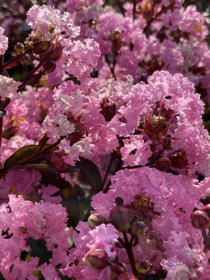 Lagerstroemia indica 'Rhapsody In Pink'