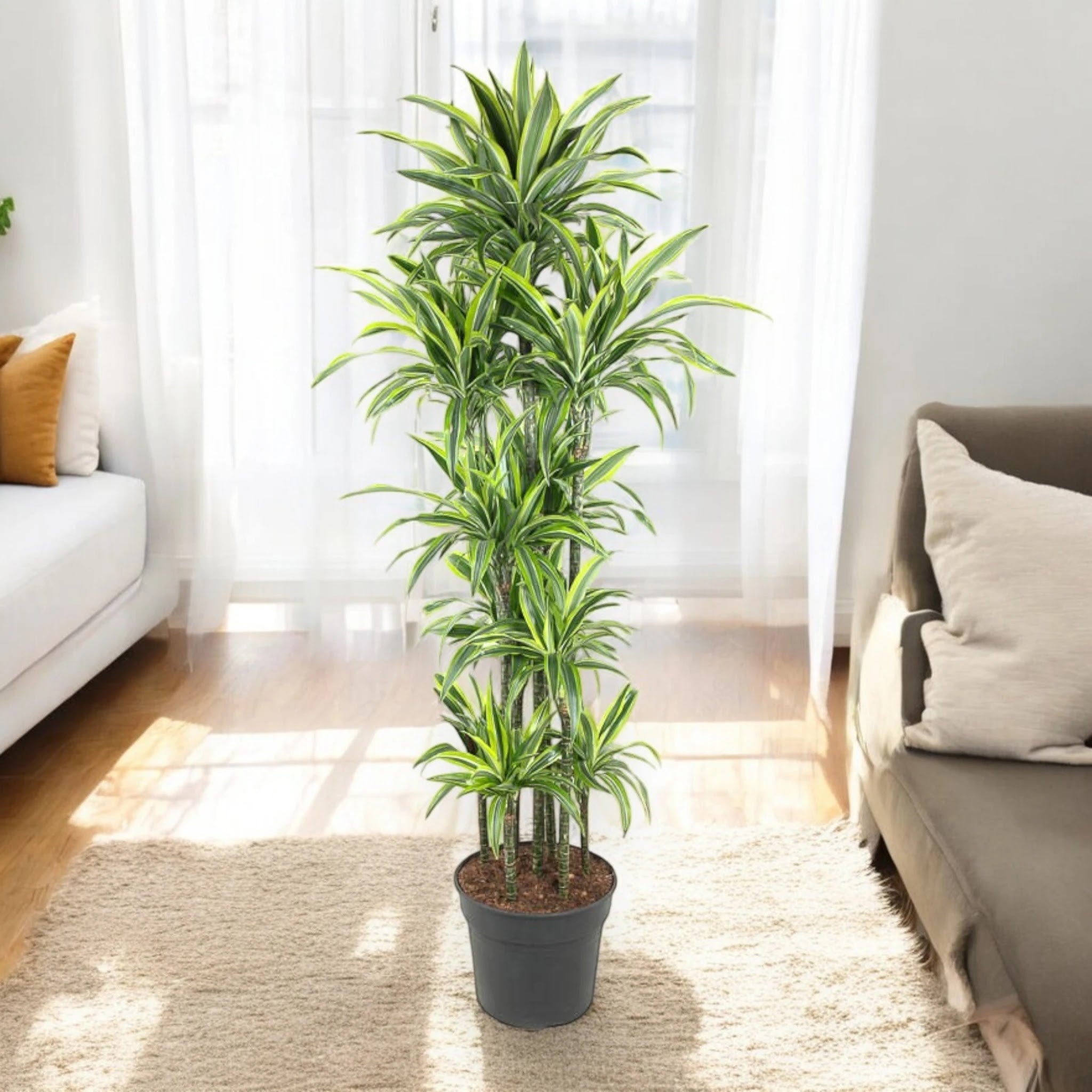 Nandina domestica 'Lemon-Lime'