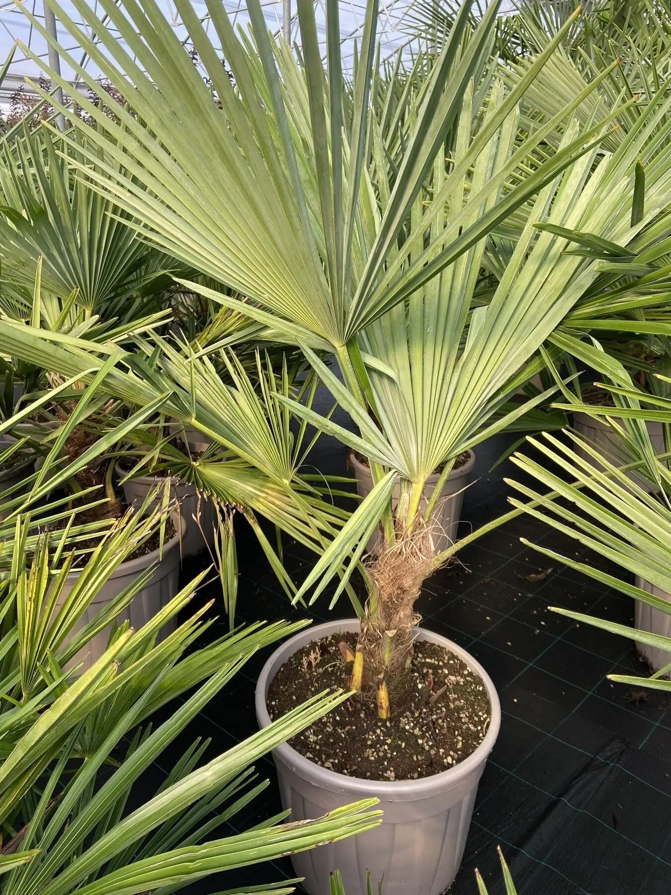 Trachicarpus fortunei