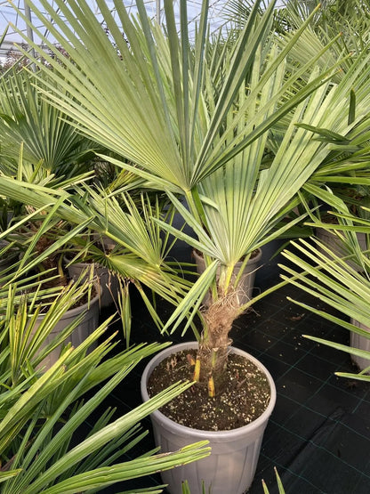 Trachicarpus fortunei