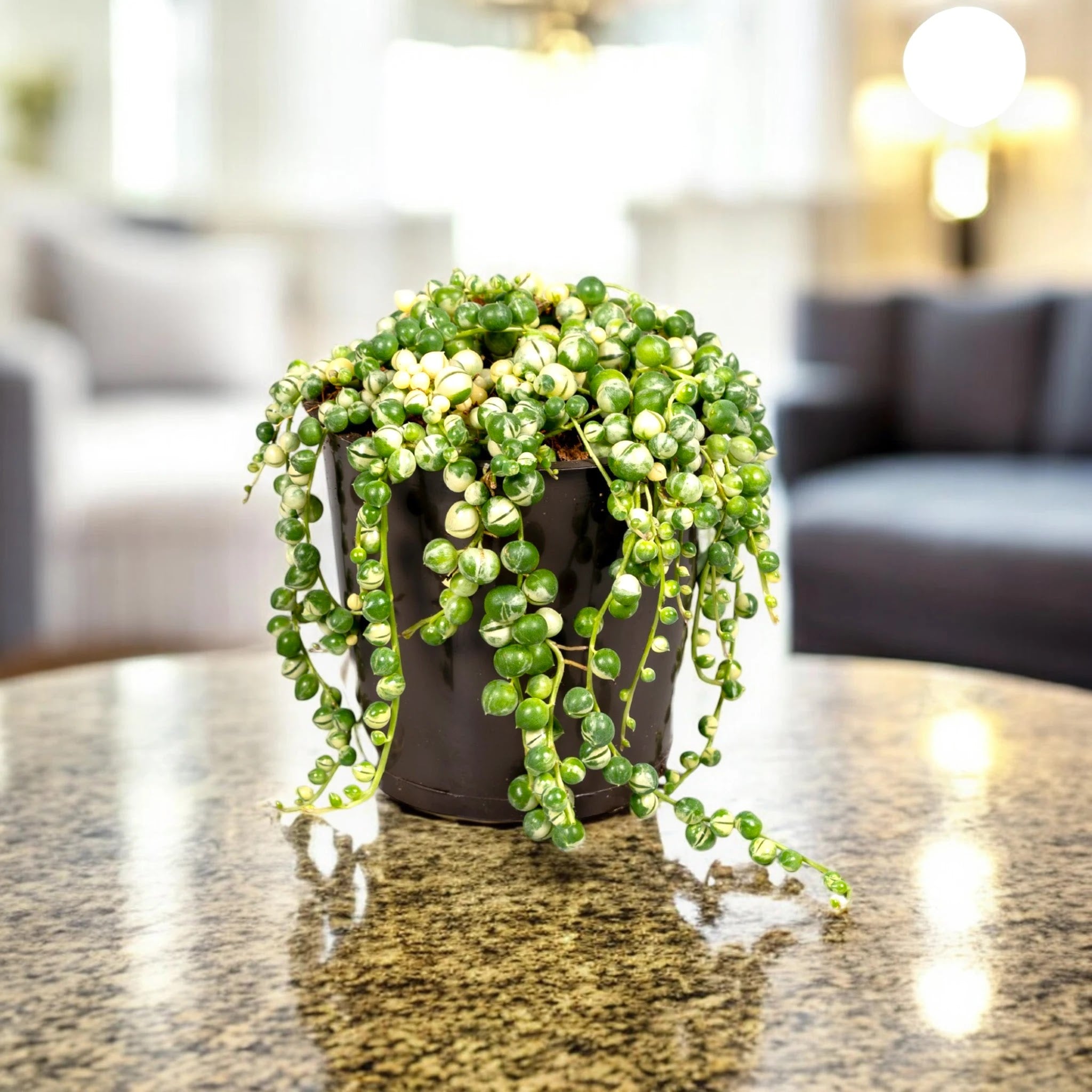 Senecio rowleyanus