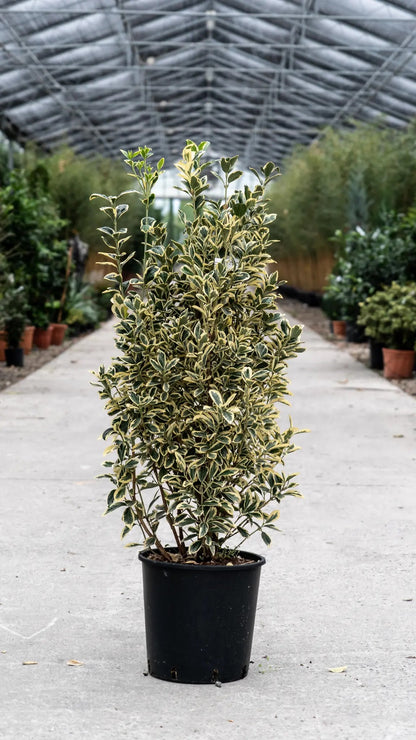 Evonimo Bravo arbusto sempreverde con foglie verdi bordate bianco-crema in giardino
