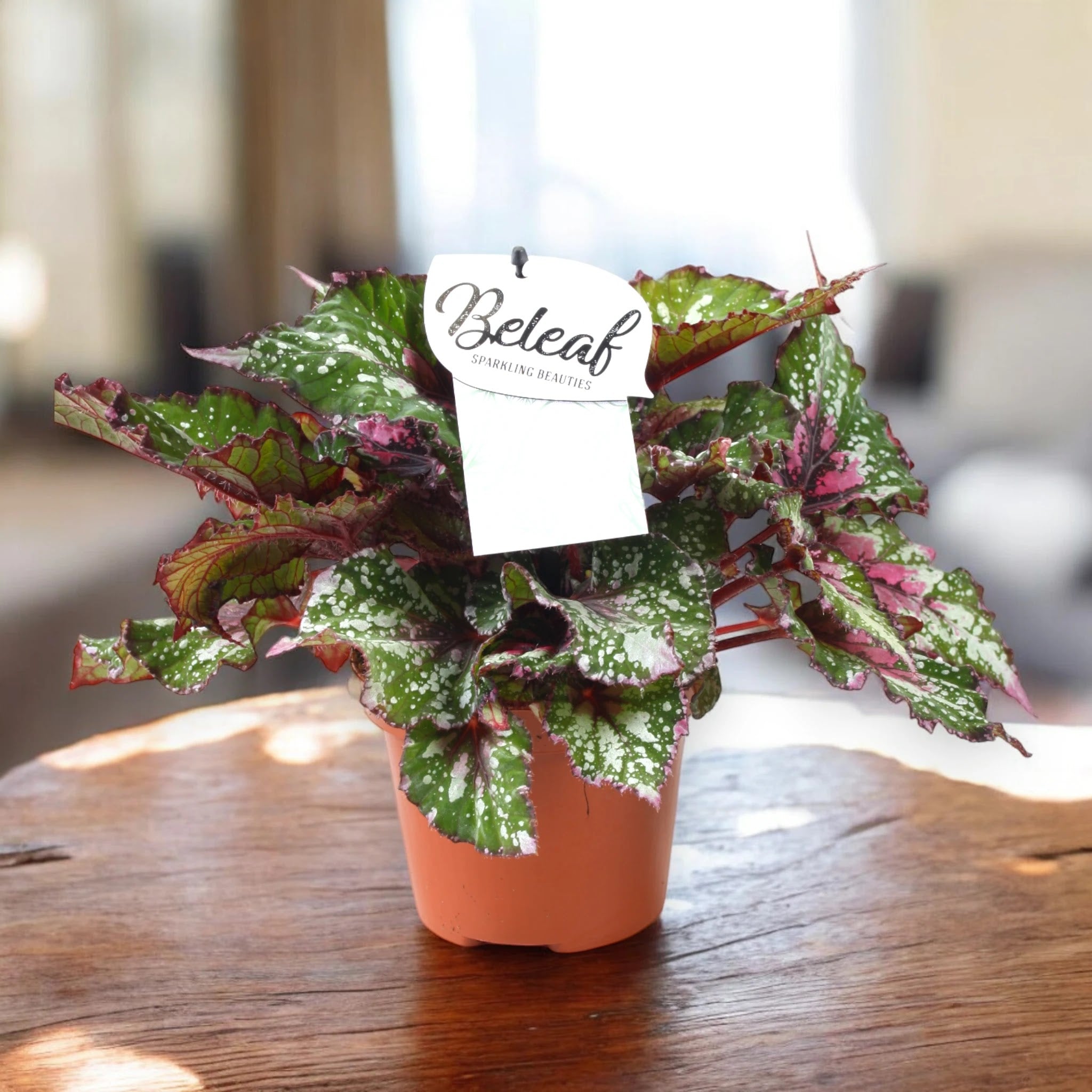 Begonia rex 'Alaska Creek'