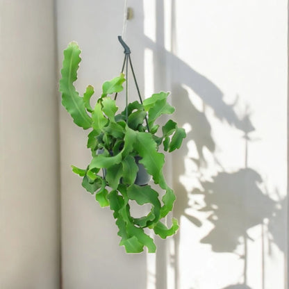 Epiphyllum guatemalense