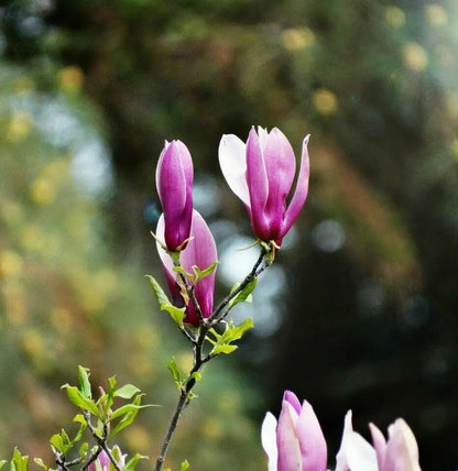 Magnolia liliiflora 'Susan'