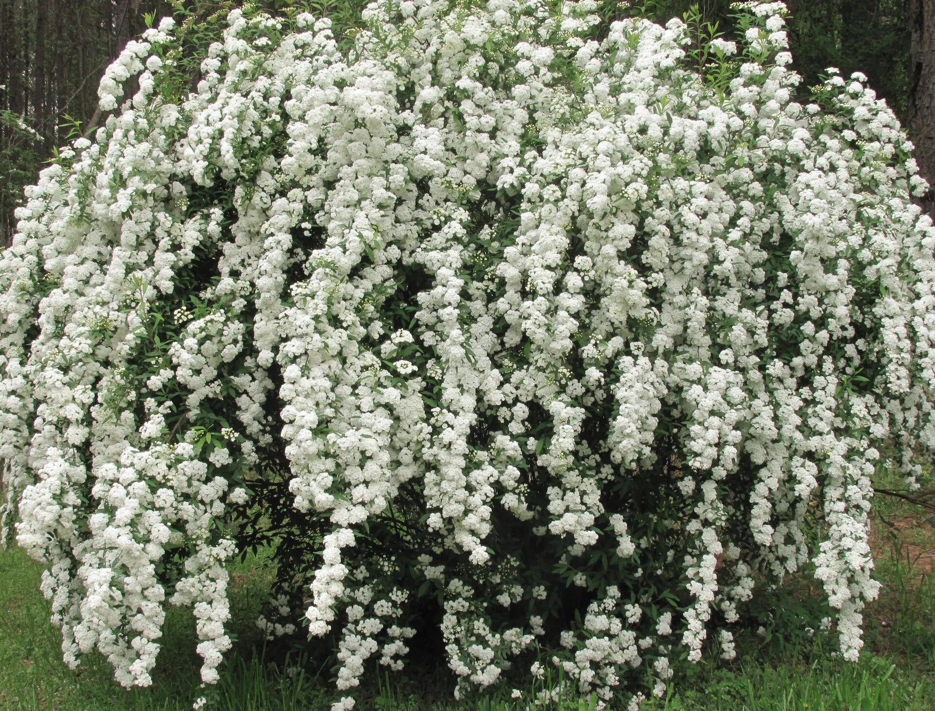 Spirea - Spiraea × vanhouttei