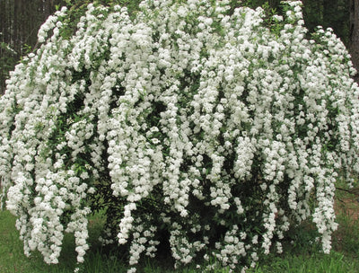 Spirea - Spiraea × vanhouttei