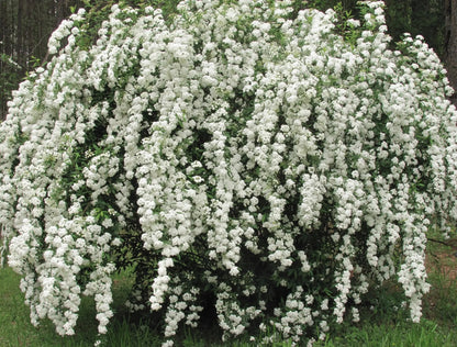 Spirea - Spiraea × vanhouttei