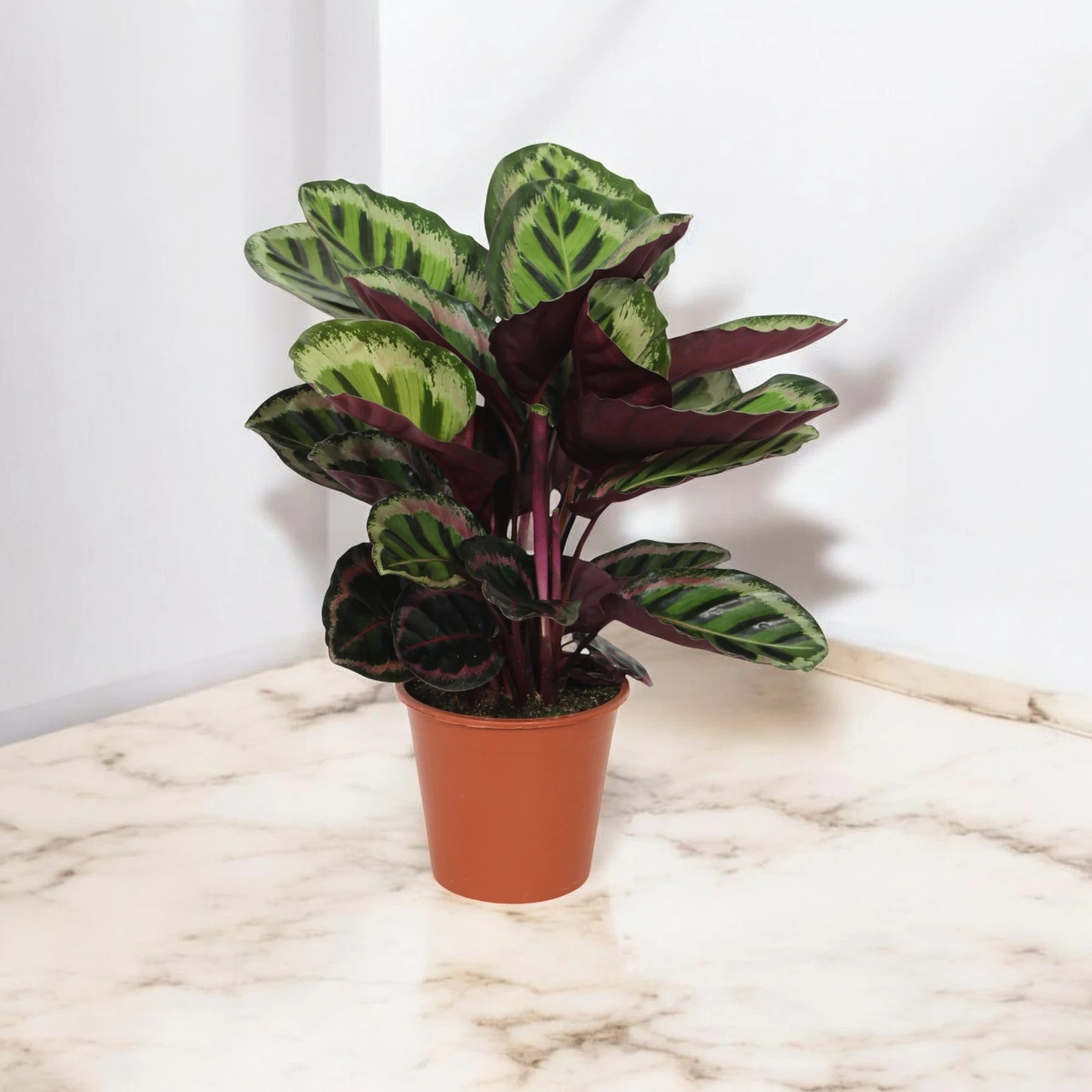 Calathea roseopicta 'Angela'