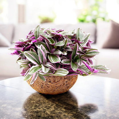 Tradescantia cerinthoides Sweetness