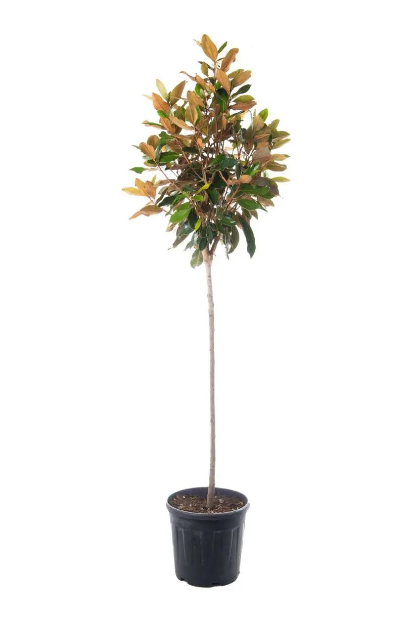 Magnolia Little Gem pianta intera con portamento compatto e foglie sempreverdi lucide