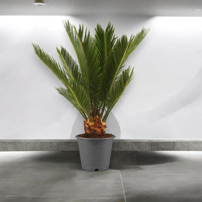 Cycas revoluta